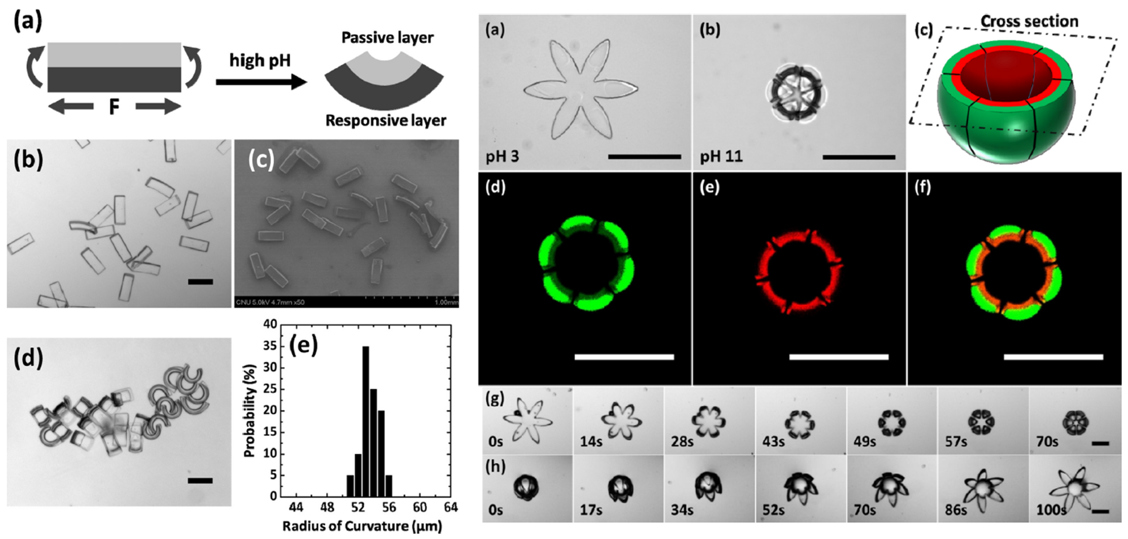 Microfluidic synthesis for complex shaped microfiber